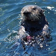 A sea otter feeding on a purple sea urchin.