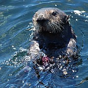 Une Loutre de mer dégustant un oursin pourpre.