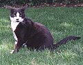 Socks the Cat on the grass at the White House.