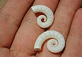 Spirula spirula