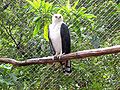 Black-and-White Hawk-eagle: July 08