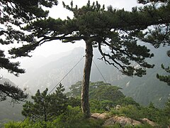 Pinus tabuliformis au mont Taishan (Shandong) en juillet 2007.