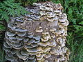 Color variation of T. versicolor on the same tree stump