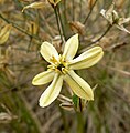 Triteleia ixioides