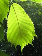 Feuillage durant l'été.