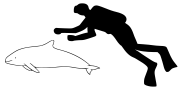 Comparaison de la taille de Phocoena sinus avec l'homme.