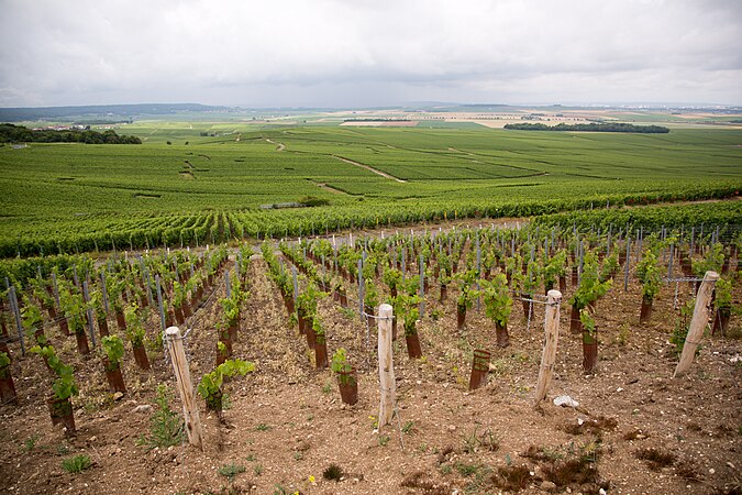 Vineyards in Rural France