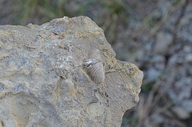 fossil de vinladostrophia