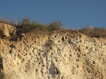 קיר קינון של מושבת שרקרקים, המורכבת ממחילות רבות שנחפרו באבן גיר. מודיעין, ישראל