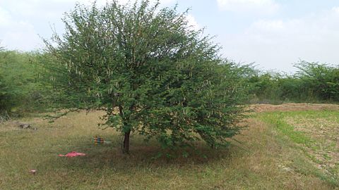 தமிழக கருவேல மரம்