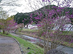 都市の美観風致を維持するための樹木の保存に関する法律指定の弓削川散策路のおかめ桜（周山町）