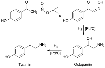 Synthese von Octopamin+Tyramin aus 4-Hydroxyacetophenon (4-HAP)