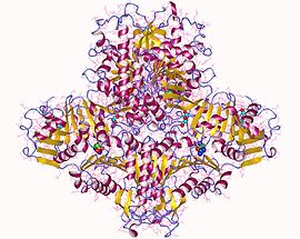 Modello tridimensionale dell'enzima