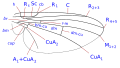 Agromyzinae wing veins