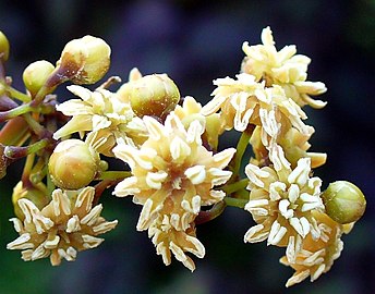 Buds and staminate (male) flowers
