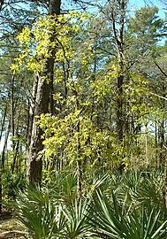 Turkey oak trees