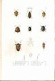 Plate 2 from: C.J.-B. Amyot and J. G. Audinet-Serville (1843). Histoire naturelle des insectes. Hémiptères. Paris, Librairie encyclopédique de Roret.