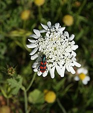 Ombelle visitée par un insecte.