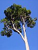 white-trunked tree on blue sky background