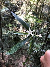 Flowers and leaves, northern NSW