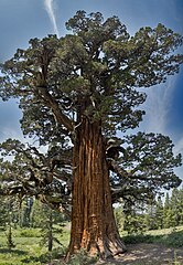 Bennett Juniper, the largest juniper[7]