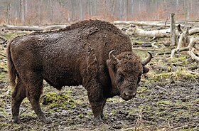 Bisonte-europeu (Bison bonasus)