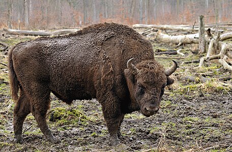 European bison, by Michael Gäbler