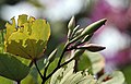 Buds at Botanical Gardens, Kolkata, West Bengal, India.