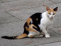 Calico, orange et noir.