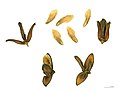Long slender cones and winged seeds of California incense-cedar (Calocedrus decurrens)