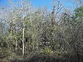 Vestigios mayas de Calotmul.