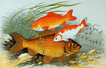 Golden Carp in A History of the Fishes of the British Islands