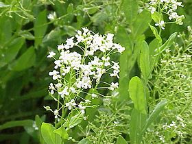 Cardaria draba