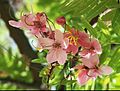 The Java Pink Cassia or Cassia javanica