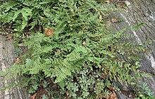 A clump of fern leaves with a few other plants, growing on rock