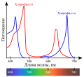 Оптический спектр поглощения хлорофиллов a (голубой) и b (красный)