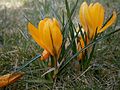 Crocus 'Yellow Mammoth'