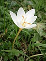 Crocus pulchellus 'Albus'