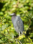 Garza azul (Egretta caerulea) es una especie migratoria y residente de invierno, común en las bajuras de ambas vertientes (Tempisque, Tortuguero). Fotografiada en Tortuguero.