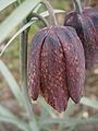 Flower (outer side)