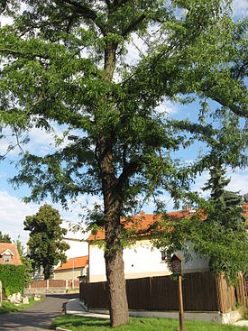 Gleditsia triacanthus