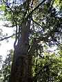 Gingko im Levinpark