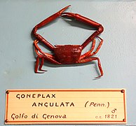 En un museo de Génova