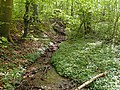 The forest floor