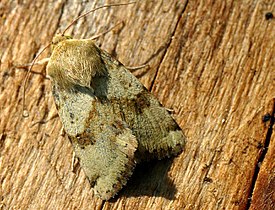 Heliothis viriplaca