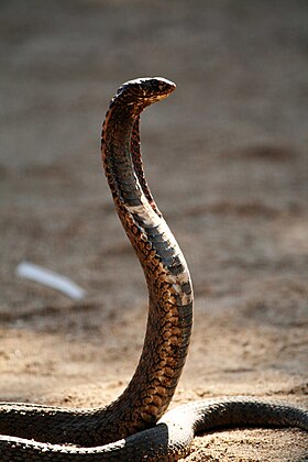 Serpente Hemachatus haemachatus, naja cuspideira