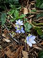 Anemone hepatica