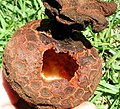 Hydnora triceps, hollowed out mature fruit near Port Nolloth, South Africa, 2002