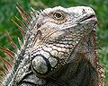 Iguana iguana (Iguanidae)