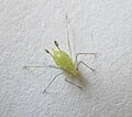 Illinoia liriodendri from the underside of leaf of tulip tree (Liriodendron tulipifera)